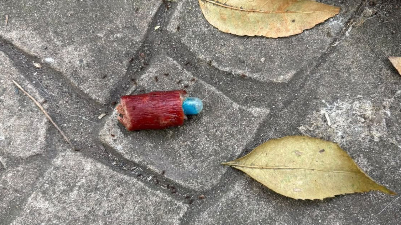 Envenenan a perros en Parque España; al menos dos murieron. TD Nocturno CdMx, 27 de octubre 2026