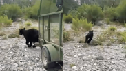 Liberan oso negro en Monterrey