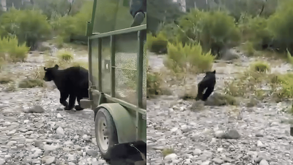 Liberan oso negro en Monterrey