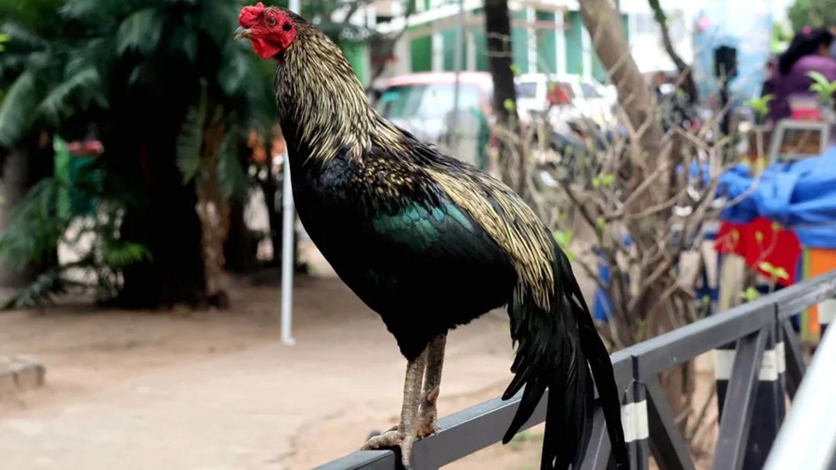 Martín, gallo boliviano, continúa afuera de un hospital en espera de su dueño | Juan Carlos Torrejon