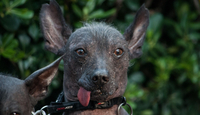Los perros Xoloitzcuintle son una de las razas más emblemáticas de las celebraciones del Día de Muertos.