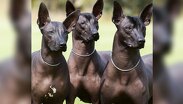 Xoloitzcuintle declarado Patrimonio Cultural Inmaterial de CdMx. | @neomexicanismos