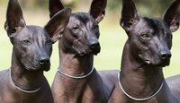 Xoloitzcuintle declarado Patrimonio Cultural Inmaterial de CdMx. | @neomexicanismos