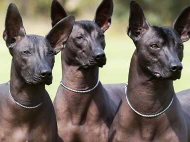 Xoloitzcuintle declarado Patrimonio Cultural Inmaterial de CdMx. | @neomexicanismos
