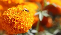 La flor de cempasúchil se cultiva entre verano y otoño