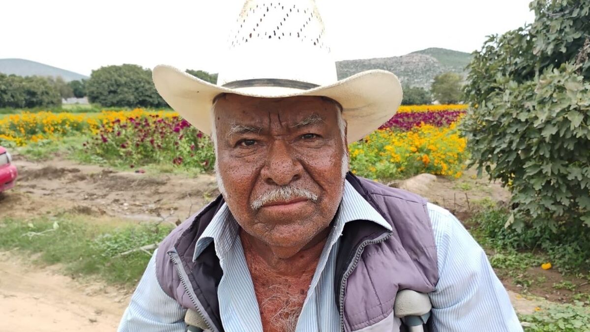 Productores de ejidos como Las Cuevas y Las Isabeles alistan cargamentos de flor de muerto con destino a ciudades como Monterrey y Saltillo