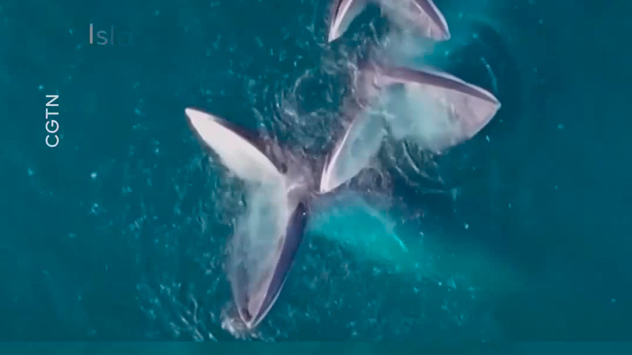 Seis ballenas gigantes se dan un festín frente a las costas de China