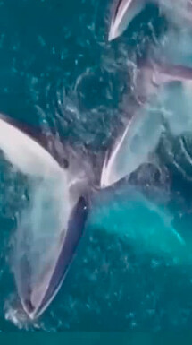 Seis ballenas gigantes se dan un festín frente a las costas de China