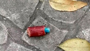 Identifican metomilo en cebos envenenados para perros en Parque España